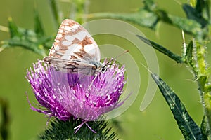 Butterfly macro