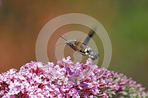 A butterfly, Macroglossum stellatarum, hovers above the blossoms of a Buddleja bush