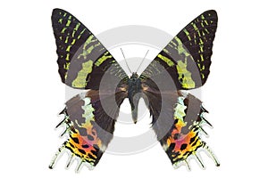 Butterfly Madagascan Sunset Moth Macro Isolated photo