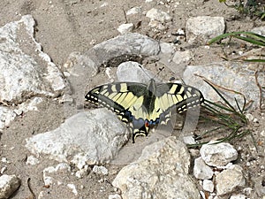 Butterfly Mahaon. Papilio machaon