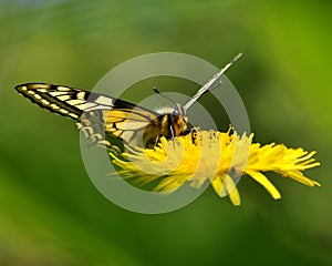 Butterfly Mahaon. Papilio machaon 3