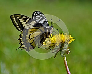 Butterfly Mahaon. Papilio machaon