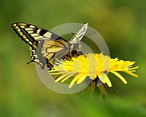 Butterfly Mahaon. Papilio machaon 1 photo