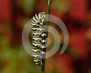 Butterfly Mahaon. Papilio machaon larva in close-up