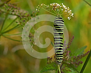 Butterfly Mahaon. Papilio machaon larva in close-up