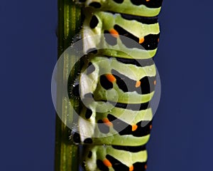 Butterfly Mahaon. Papilio machaon larva in close-up