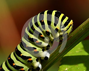 Butterfly Mahaon. Papilio machaon larva in close-up