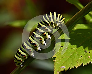 Butterfly Mahaon. Papilio machaon larva in close-up