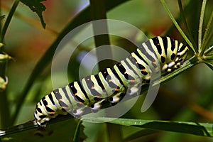 Butterfly Mahaon. Papilio machaon larva in close-up