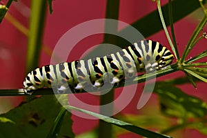 Butterfly Mahaon. Papilio machaon larva in close-up