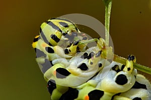 Butterfly Mahaon. Papilio machaon larva in close-up