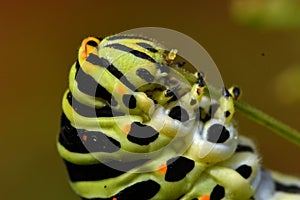 Butterfly Mahaon. Papilio machaon larva in close-up