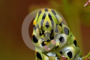 Butterfly Mahaon. Papilio machaon larva in close-up