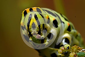 Butterfly Mahaon. Papilio machaon larva in close-up