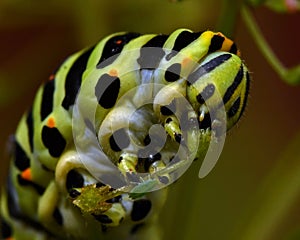 Butterfly Mahaon. Papilio machaon larva in close-up