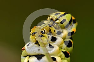 Butterfly Mahaon. Papilio machaon larva in close-up