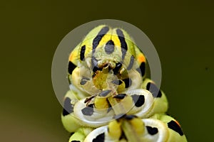 Butterfly Mahaon. Papilio machaon larva in close-up