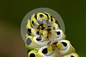 Butterfly Mahaon. Papilio machaon larva in close-up