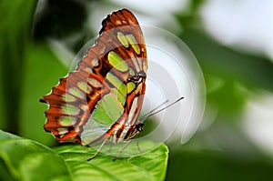 Butterfly, Malachite (Siproeta stelenes)