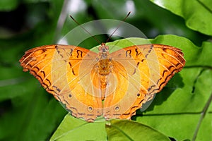 Butterfly Malay cruiser Vindula dejone family Nymphalidae photo