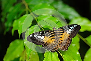 Butterfly from Malaysia and Borneo. Beautiful leaves. Clipper butterfly, Parthenos sylvia, sitting on the green leaves. Insect in