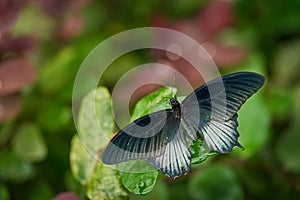 Butterfly in Malaysia. Wildlife nature. Tropic butterfly in the jungle fores. Close-up detail. Black Great Mormon, Papilio memnon