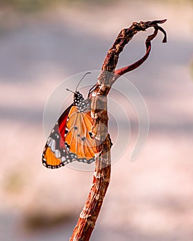 A butterfly from the Maldivian islands photo