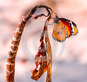 Butterfly with orange and red wings of the Maldivian islands photo