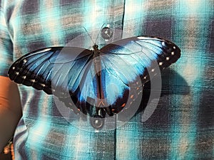 Butterfly on man\'s blue shirt. Peaceful scene. (Morpho helenor,). photo