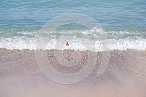 Butterfly maneuvering through the beach waves
