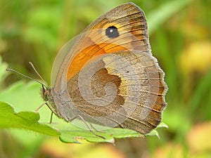 Butterfly - Maniola jurtina photo