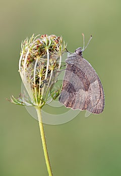 A Butterfly Maniola jurtina in the early morning on a glade awaiting dawn