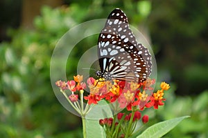 Butterfly at Maonshan Country Park Hong Kong