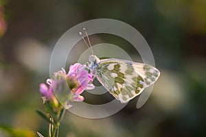 Butterfly Marbled White Melanargia galathea on the flower