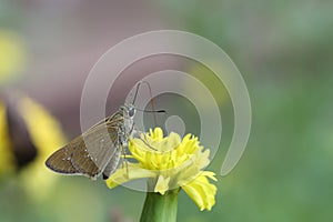 Butterfly and marigold, close up