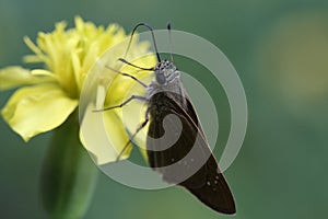 Butterfly and marigold, close up