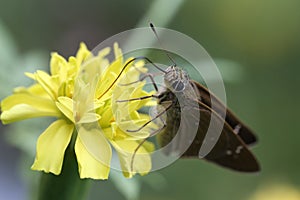 Butterfly and marigold, close up