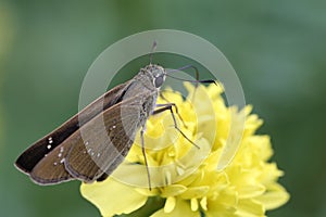 Butterfly and marigold, close up