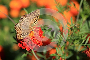 Butterfly on a Marigold flower