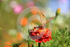 Butterfly on a Marigold flower