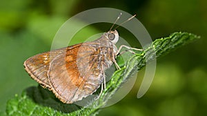 Butterfly, Marino Ballena National Park, Costa Rica