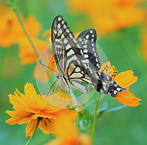 Butterfly, Mariposa photo