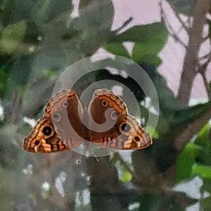 Butterfly mariposa monarca primavera spring photo