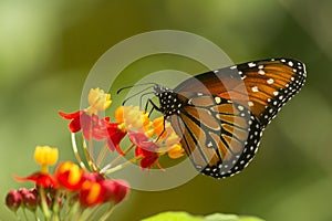 Butterfly at Mariposario Jardin Magico