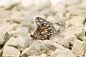 Butterfly at Mariposario Jardin Magico