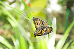 Butterfly at Mariposario Jardin Magico