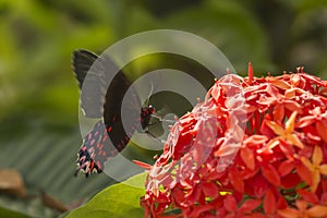 Butterfly at Mariposario Jardin Magico