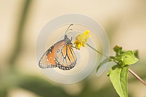 Butterfly at Mariposario Jardin Magico