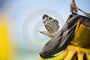 Butterfly at Mariposario Jardin Magico photo