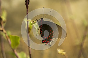 Butterfly at Mariposario Jardin Magico photo